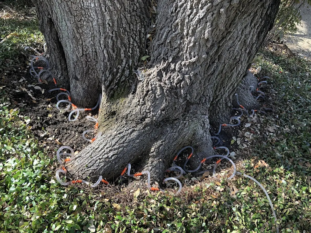 Detailed Tree Cabling and Bracing job site in Whitewood